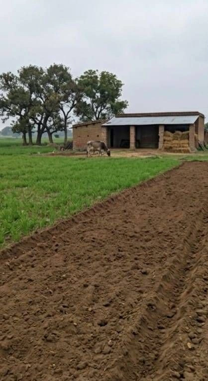 Barhana, Uttar Pradesh, India preview 2