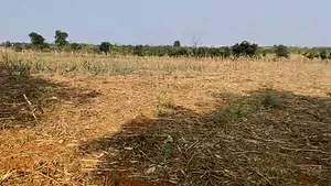 5C8F+PQ Naranagepalle, Andhra Pradesh, India preview 2