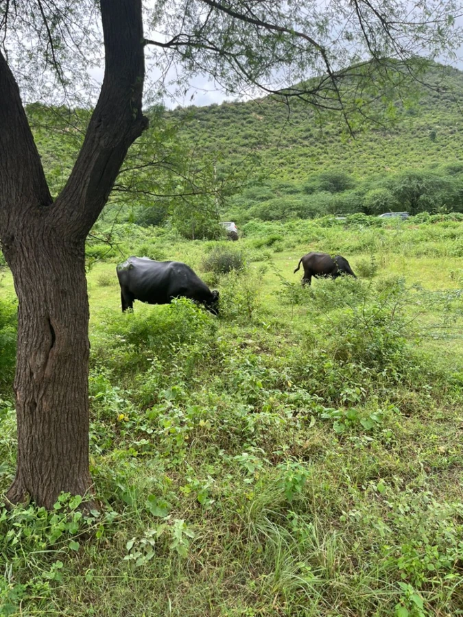 2PPW+P7 Basant Bihar, Rajasthan, India