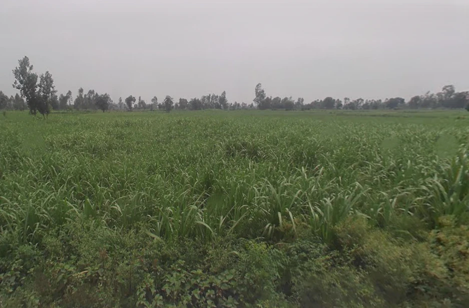 Tajpur, Uttar Pradesh, India