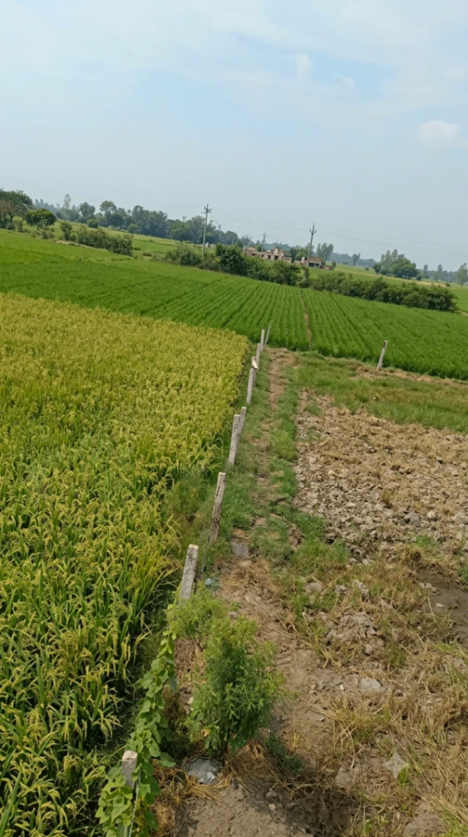 34M6+FH Tera Kalan, Barabanki, Uttar Pradesh, India