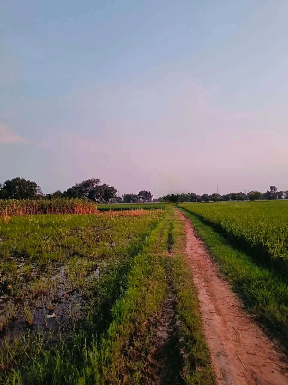 Bukharari, Mathura, Uttar Pradesh, India
