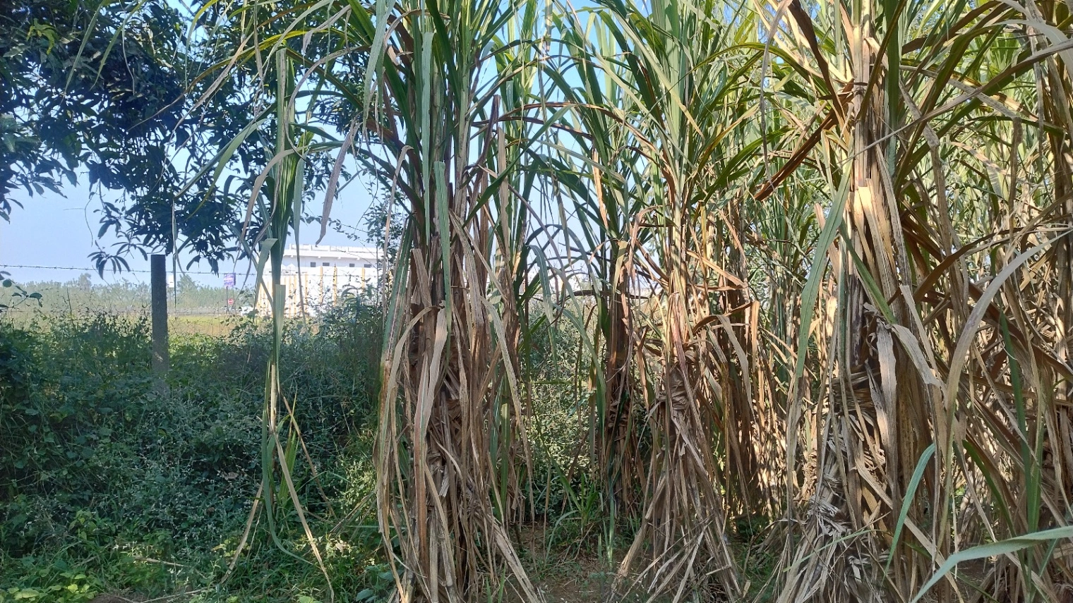 Saharanpur, Uttar Pradesh, India