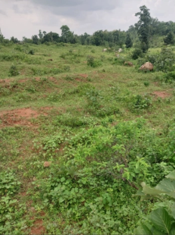 9J5V+9P Ayanal, Maharashtra, India