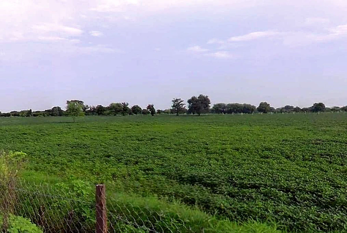 Imaliya, Madhya Pradesh 475661, India