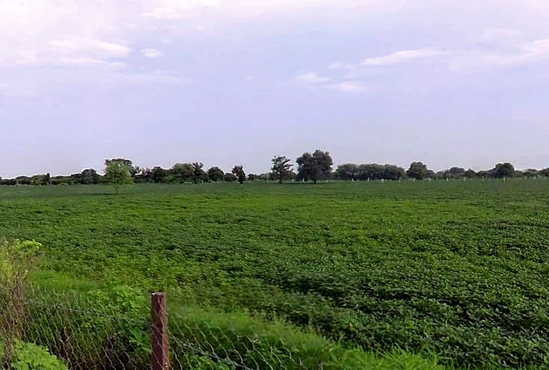 Imaliya, Madhya Pradesh 475661, India preview 6