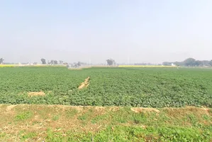 2VCW+RF Chandi Musta, Uttar Pradesh, India preview 3