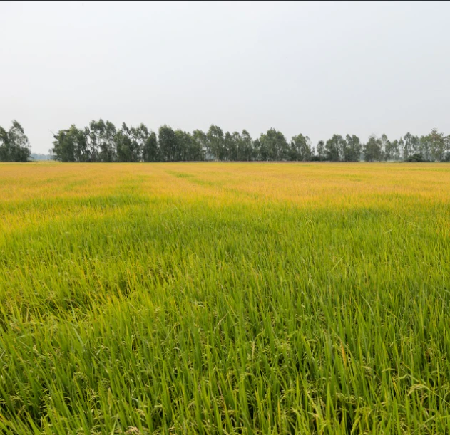Bilsari, Uttar Pradesh 207244, India