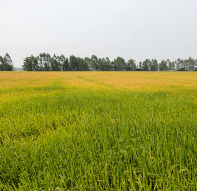 Bilsari, Uttar Pradesh 207244, India