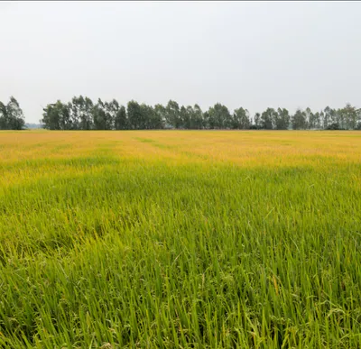 Bilsari, Uttar Pradesh 207244, India preview 2