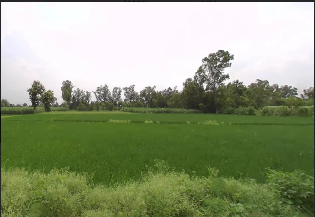 Lalpur Hamir, Uttar Pradesh 244001, India