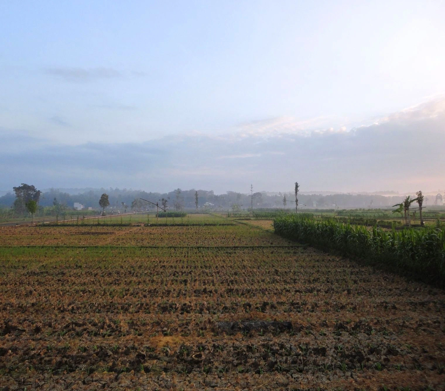 Bilsanda, Uttar Pradesh 262202, India
