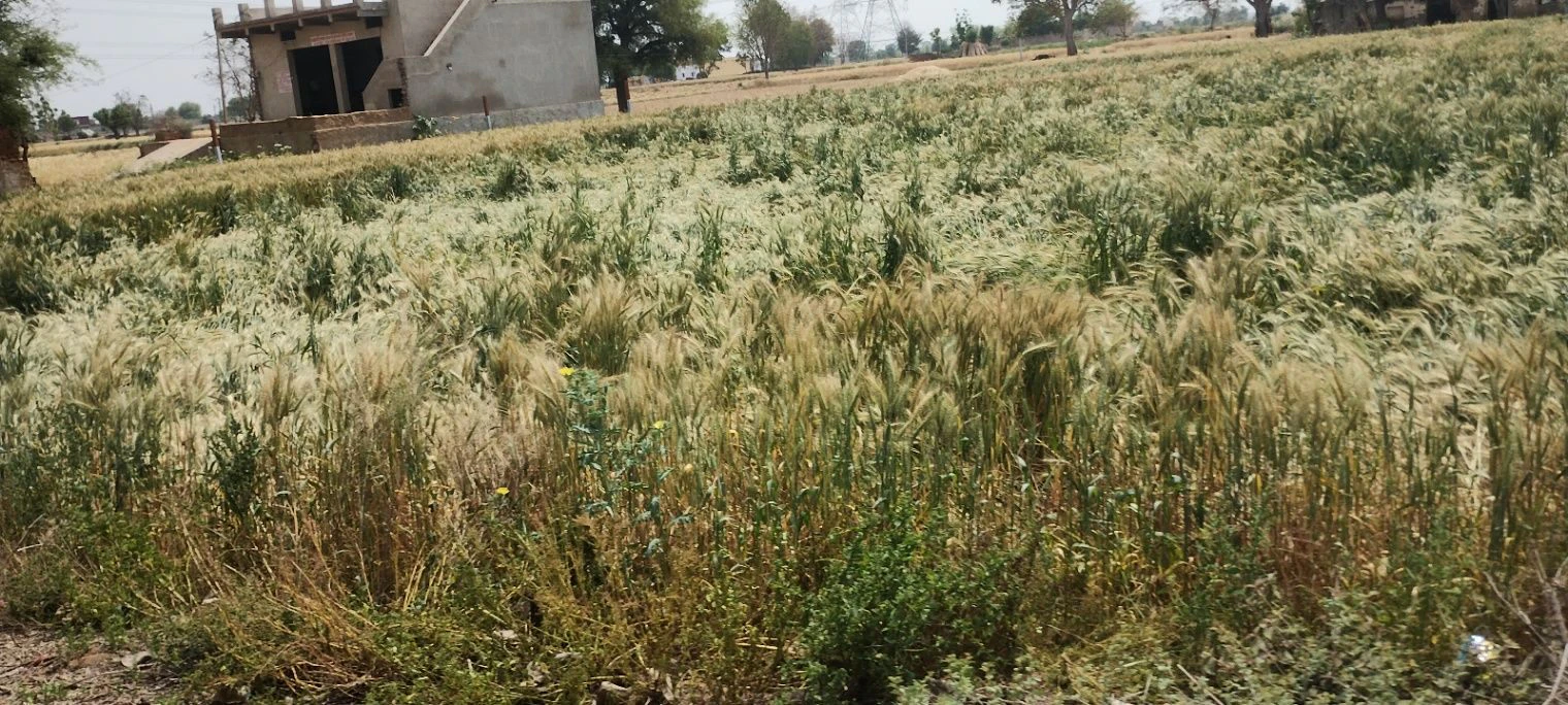 Seetal, Rajasthan 301021, India