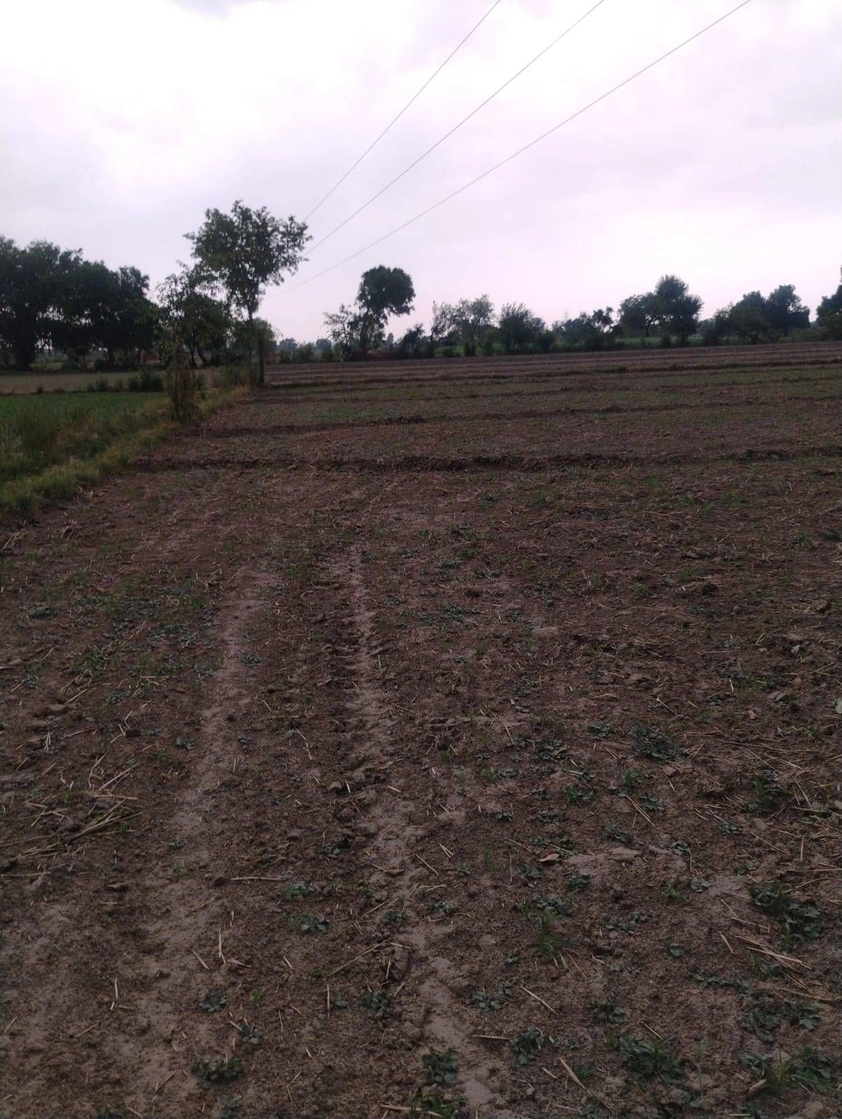 Gauhari, Uttar Pradesh 281401, India