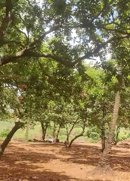 4Q6J+VX4, Palghar, Brahmanpada, Maharashtra 401701, India