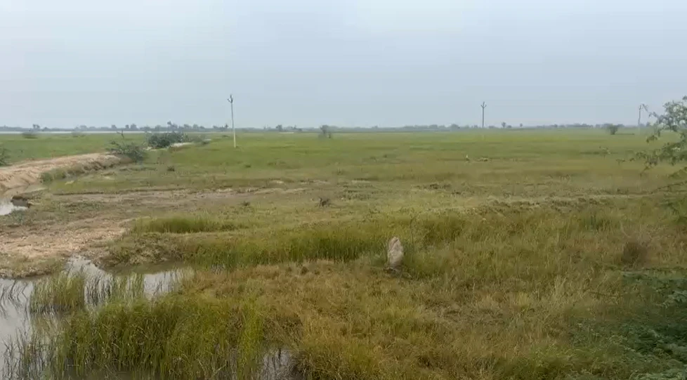 MDR 56, Kushayata, Rajasthan 311202, India