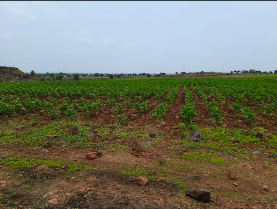 J82H+4R Begumganj, Raisen, Madhya Pradesh, India