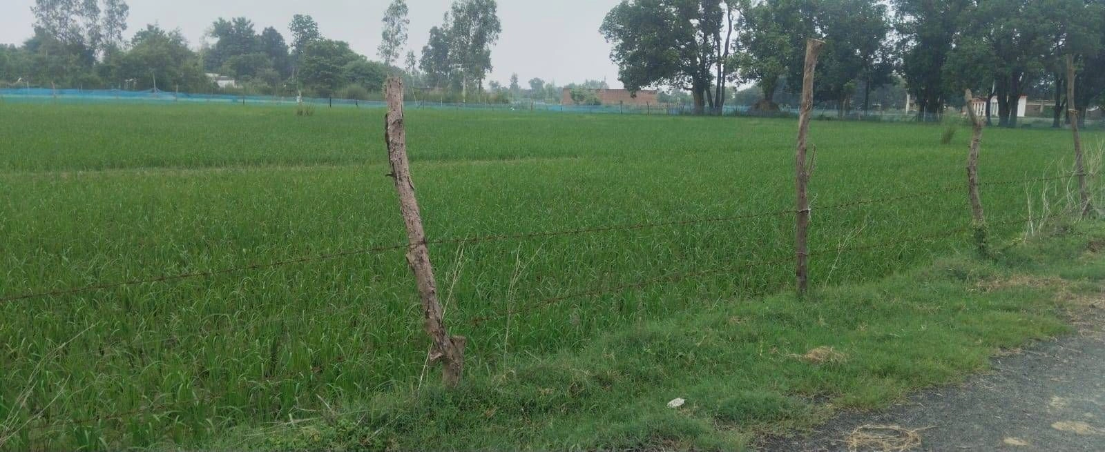 R5HX+F6 Manjha Kala, Ayodhya, Uttar Pradesh, India