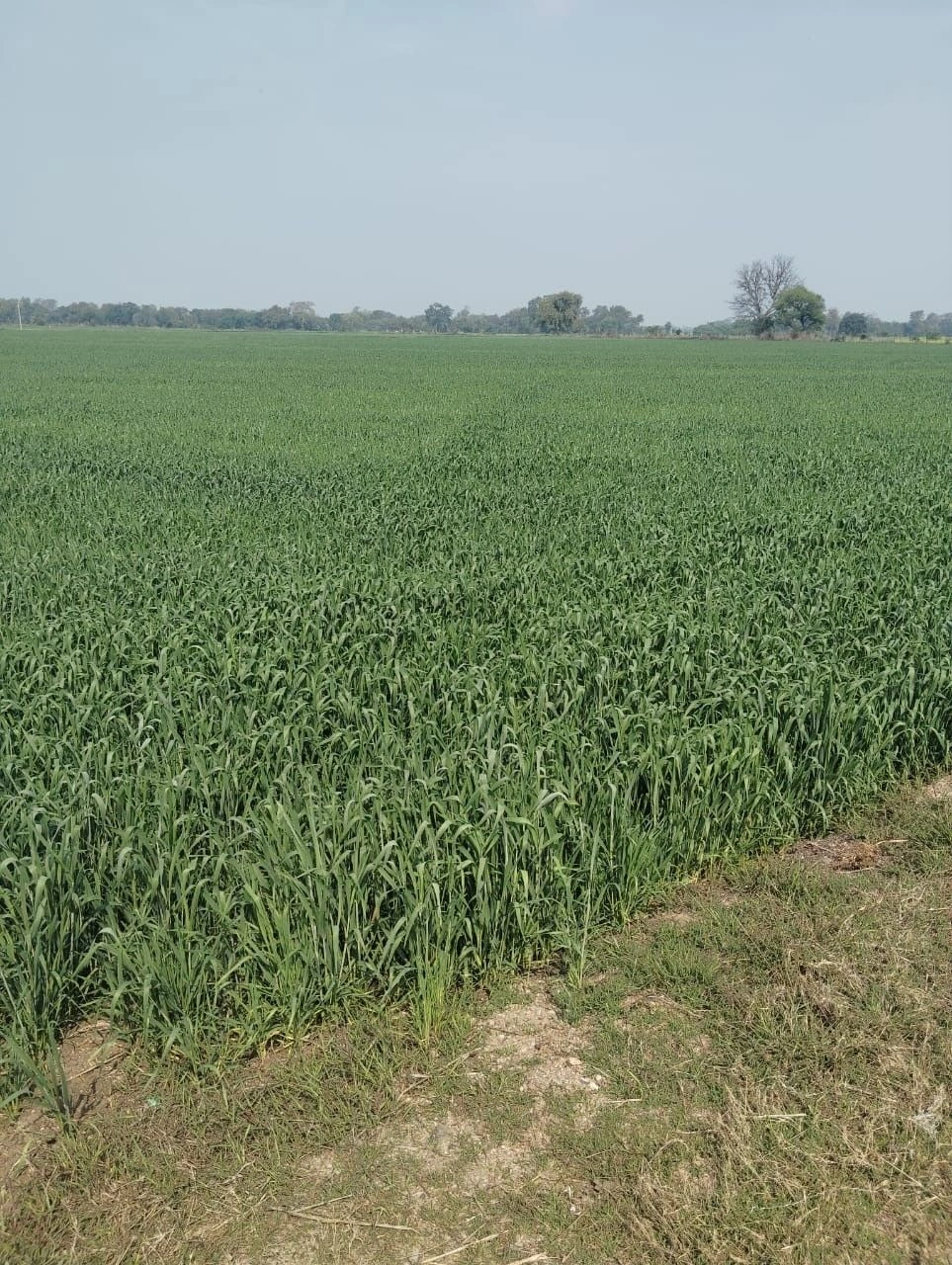 925J+PFX, Madhi Khurd, Madhya Pradesh 473445, India