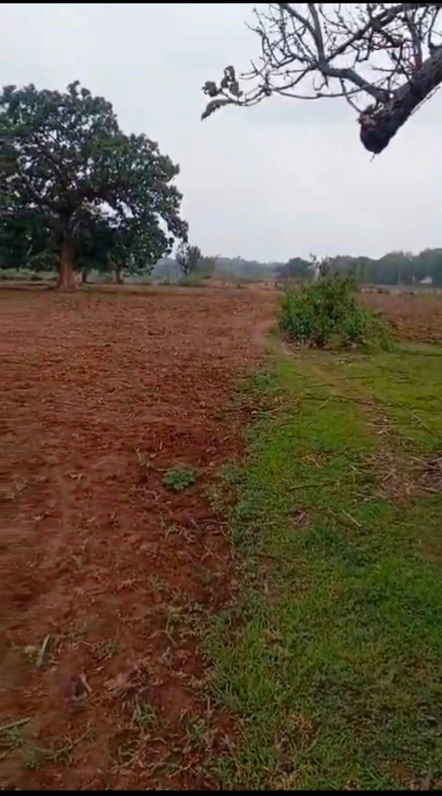 48P5+PV, Koraput, Kotapad, Odisha 764058, India - Photo 2