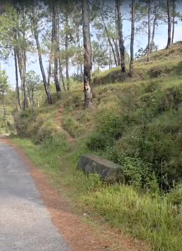 Tani, Almora, Uttarakhand 263643, India