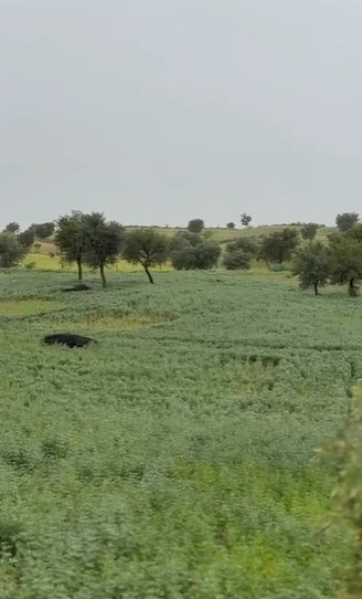9F65+563, Sawai Balwaniyan, Rajasthan 331403, India