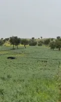 9F65+563, Sawai Balwaniyan, Rajasthan 331403, India preview 3