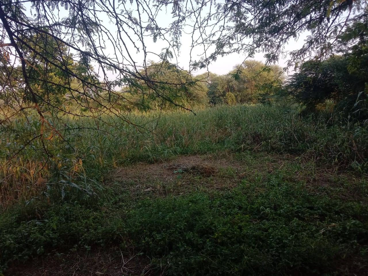 Jaleri, Rajasthan, India