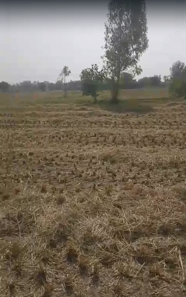 JPXQ+FWM, Kheda, Siholdi, Gujarat, India - Photo 2