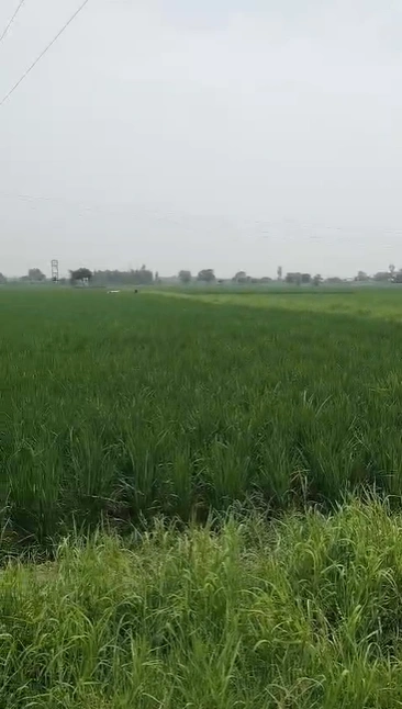 Kondal, Palwal, Haryana 121103, India