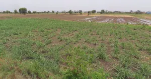Seoni, Madhya Pradesh 480661, India preview 2