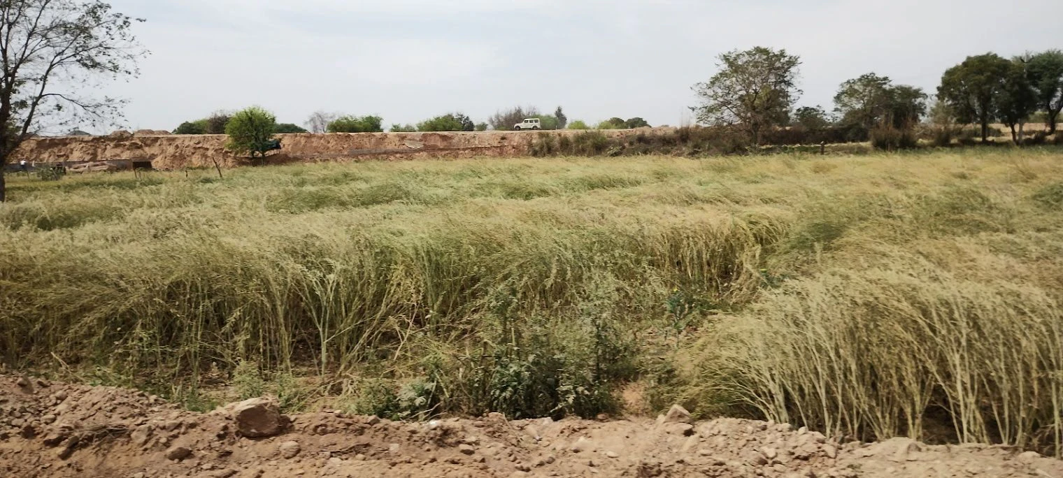 Bamni Khera, Rajasthan 301026, India