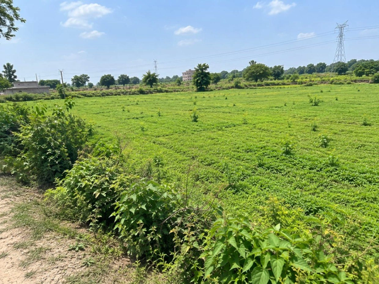 Saharanpur Rd, Kalri, Uttar Pradesh, India