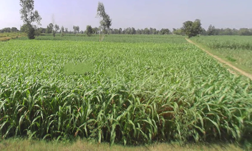 Datiyana, Uttar Pradesh, India