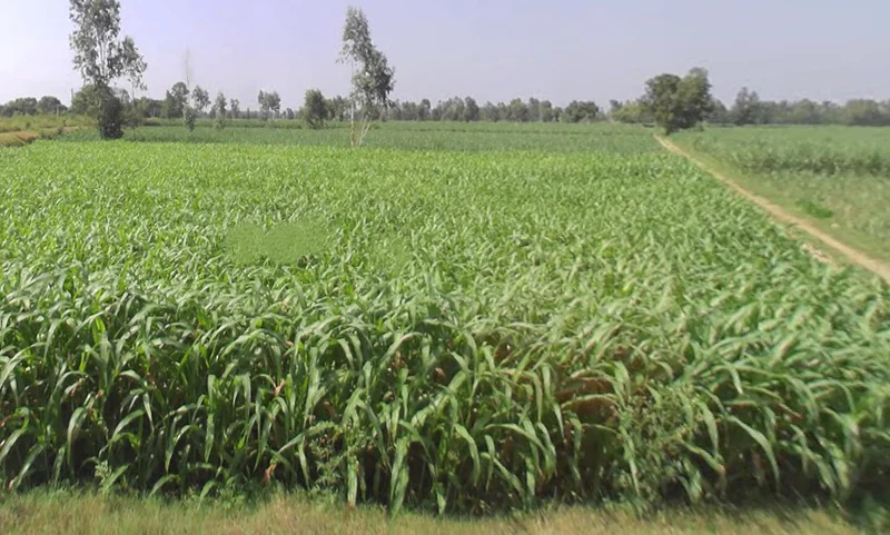 Datiyana, Uttar Pradesh, India preview 3