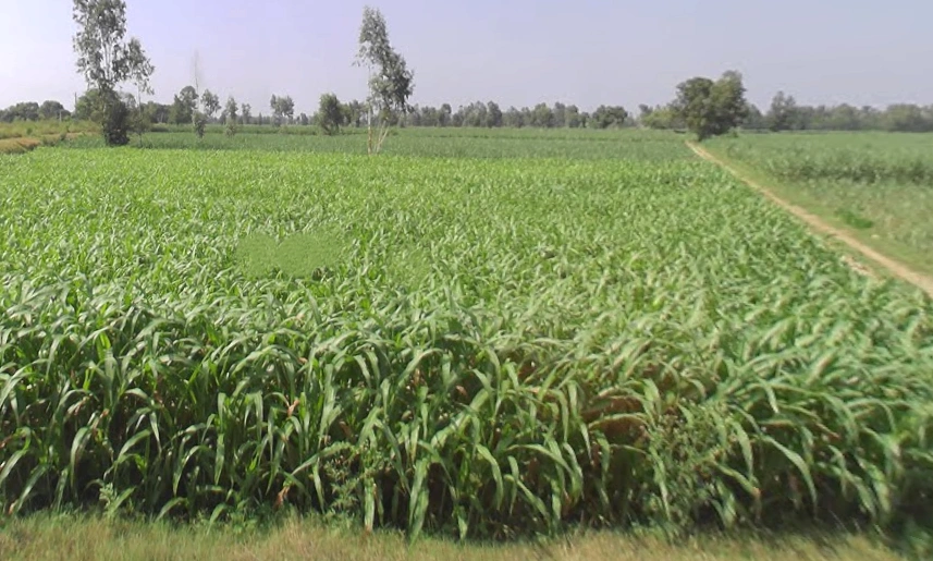 Datiyana, Uttar Pradesh, India