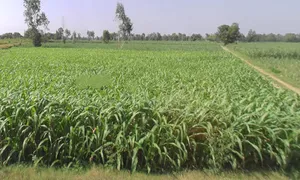 Datiyana, Uttar Pradesh, India preview 3