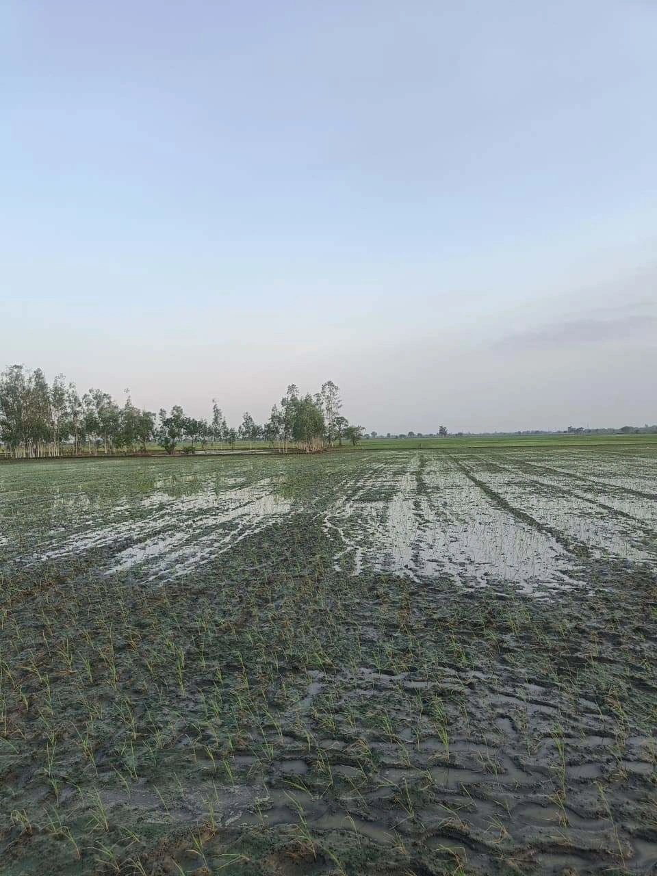 Sankhi, Uttar Pradesh 281401, India