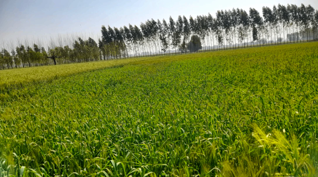 Durana, Haryana, India