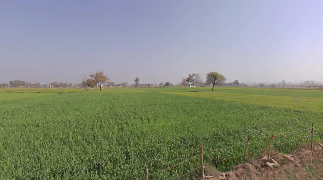 Barodameo, Rajasthan 301021, India