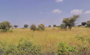 RM6F+PX Shivsingh Ka Gurha, Rajasthan, India preview 2