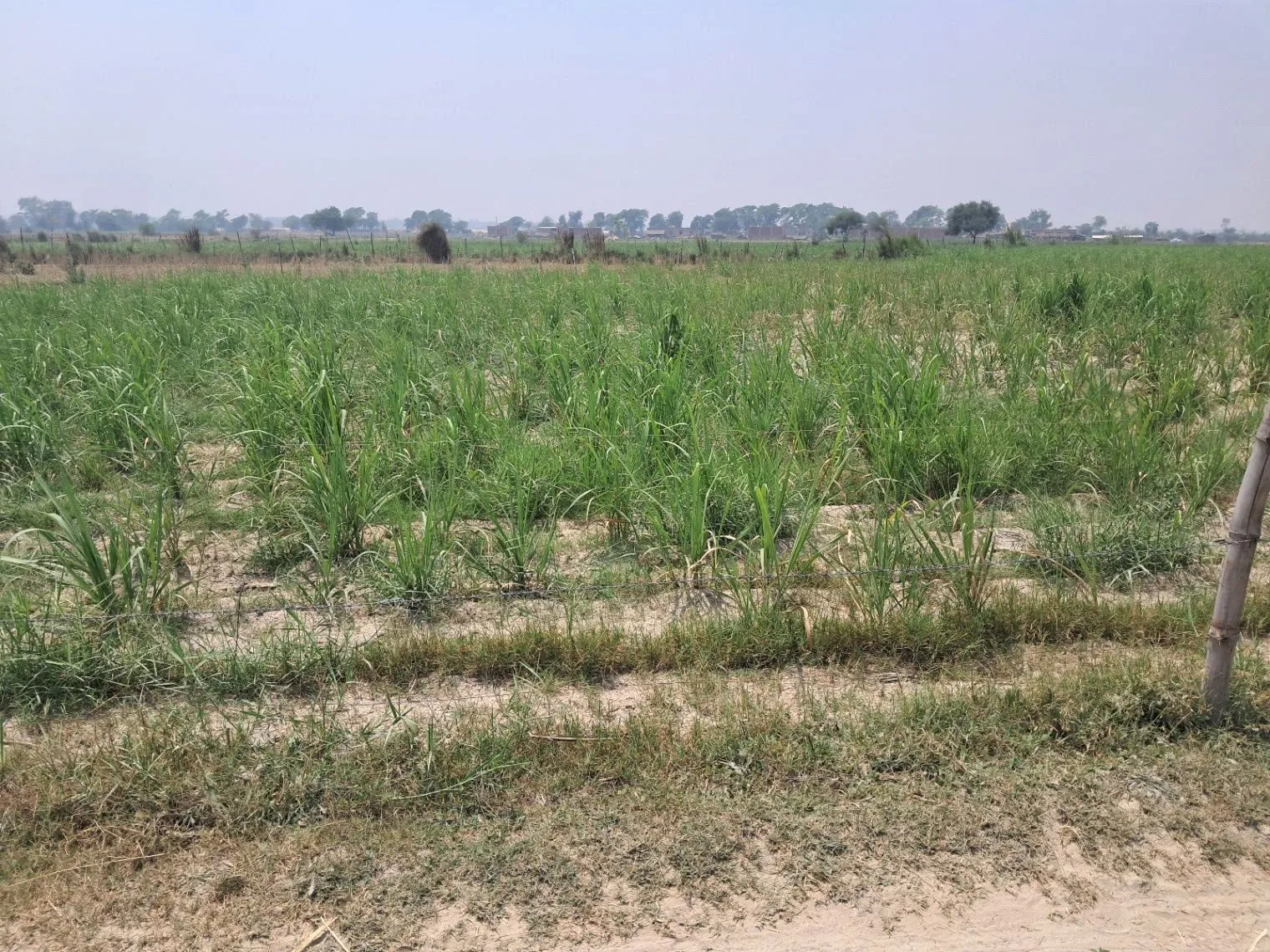 P3QG+QHM, Tajpur Kondra, Uttar Pradesh 224001, India