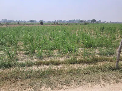 P3QG+QHM, Tajpur Kondra, Uttar Pradesh 224001, India preview 3