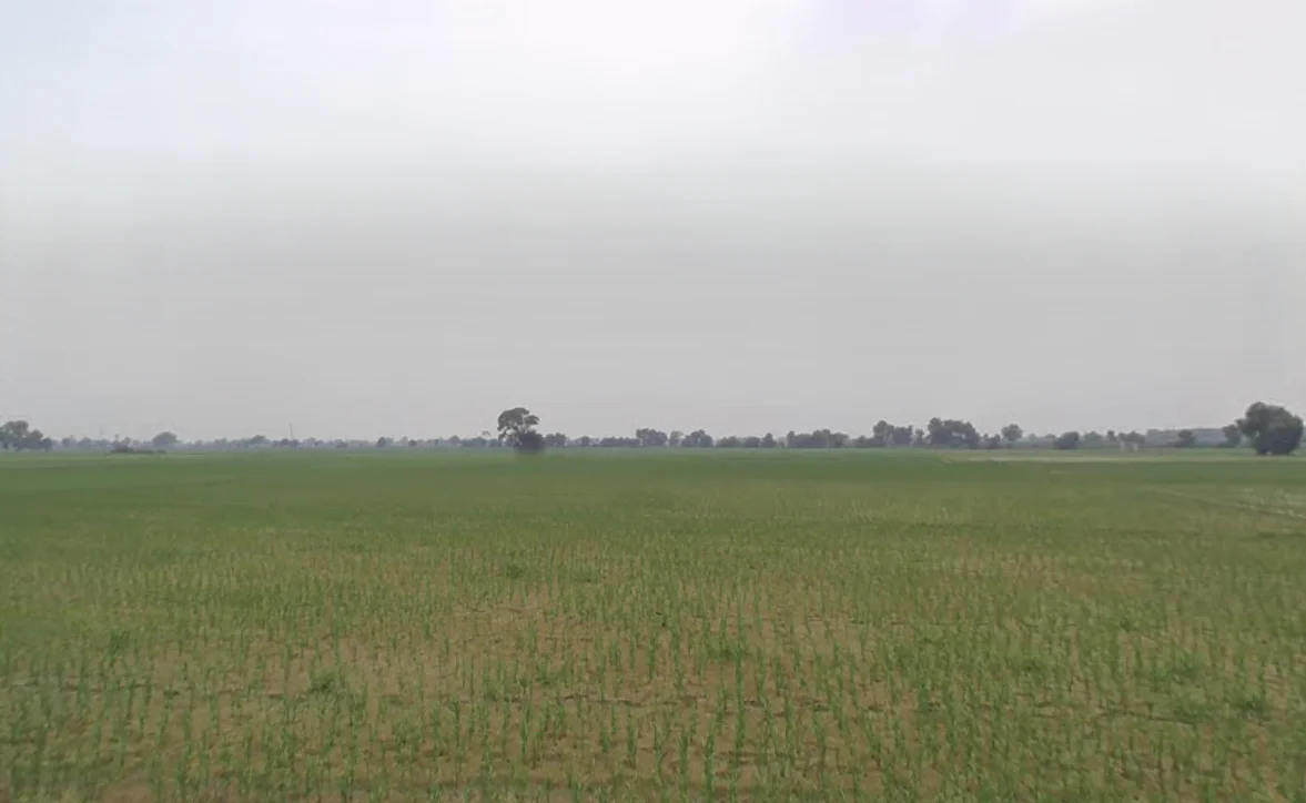 Bodiwali, Haryana 125050, India preview 3