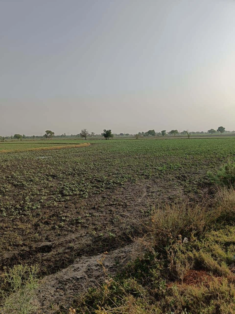 Tentigaon, Uttar Pradesh, India