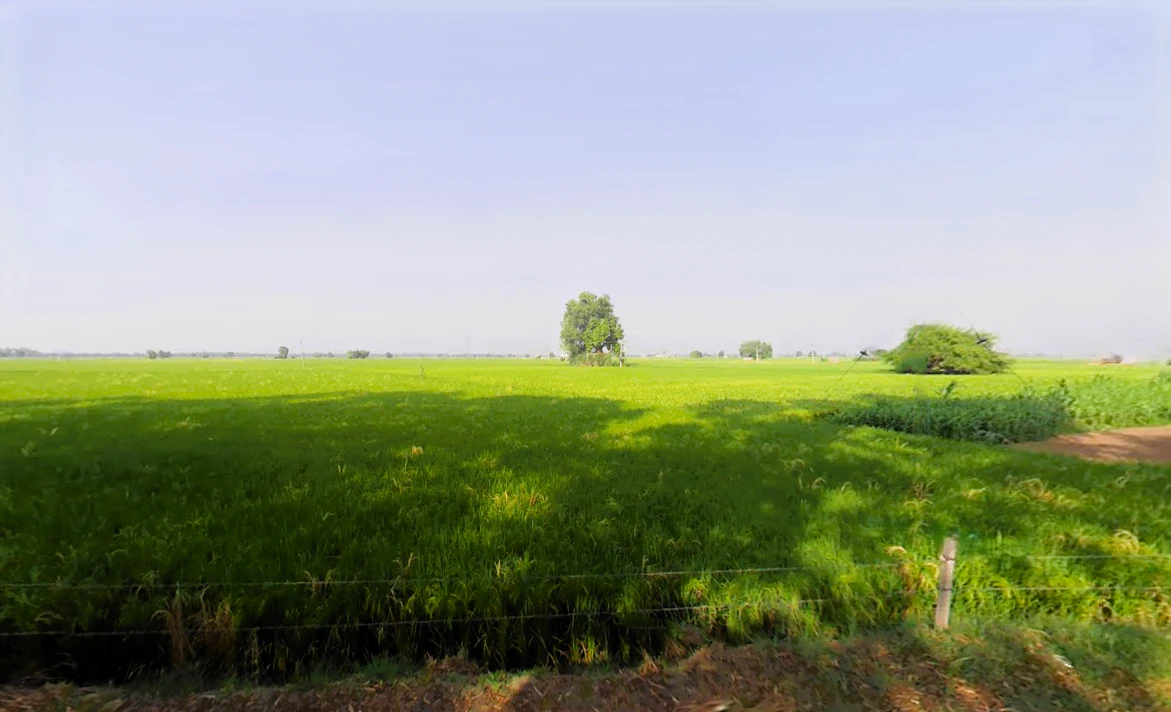 Mallekan, Haryana 125055, India
