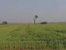 PR3M+JVQ, Rambag, Madhya Pradesh 486331, India preview 3