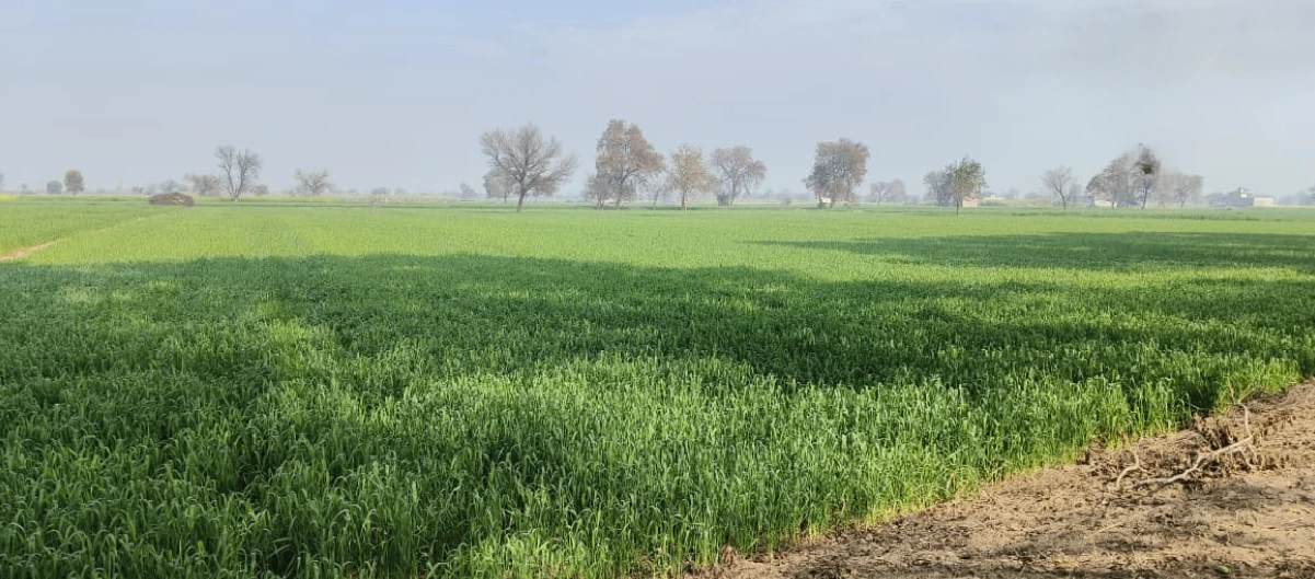 Samalkha, Haryana, India