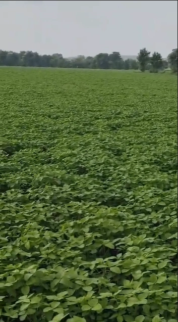 G2C7+QW6, Ratlam, Hatnara, Madhya Pradesh, India