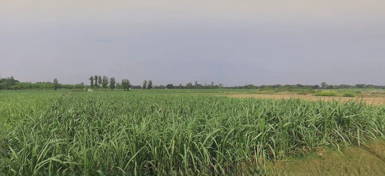 Sardhana, Uttar Pradesh 250342, India